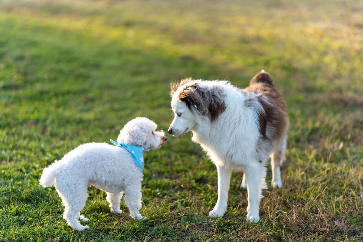 How to Introduce a New Puppy to Your Older Dog Pet Pavilion Veterinary Clinic Abu Dhabi